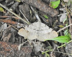 Frederickia flaviterminata