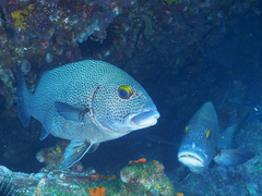 Plectorhinchus pica