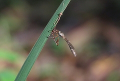 Leptogaster