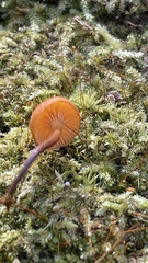 Hygrocybe miniata