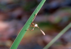 Leptogaster