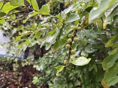 Phyllanthaceae