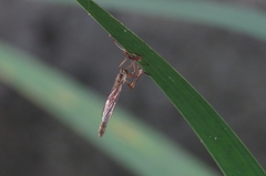 Leptogaster