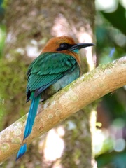 Electron platyrhynchum