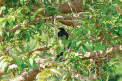 Molothrus oryzivorus