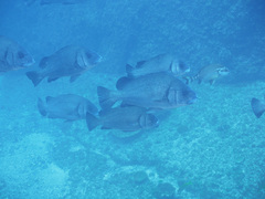 Plectorhinchus gibbosus