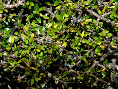 Coprosma depressa