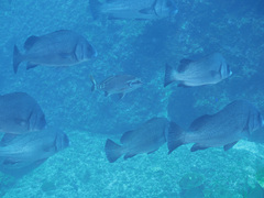 Plectorhinchus gibbosus