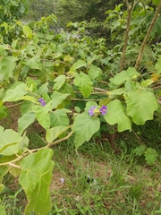 Solanum lycocarpum