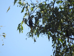 Cassiculus melanicterus