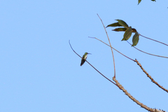 Anthracothorax prevostii