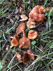 Lactarius rufulus