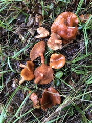 Lactarius rufulus