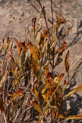 Fadogia homblei