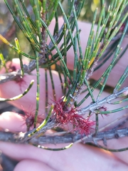 Allocasuarina nana