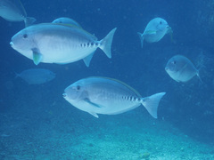 Prionurus microlepidotus