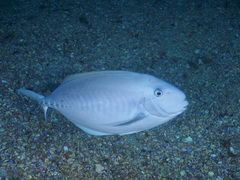 Prionurus microlepidotus