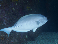 Prionurus microlepidotus