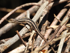 Liolaemus cyanogaster