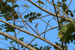 Anthracothorax prevostii