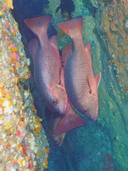 Lutjanus argentimaculatus