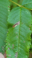 Stigmella oxyacanthella