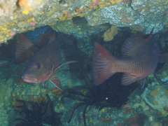 Lutjanus argentimaculatus