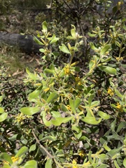 Persoonia rigida