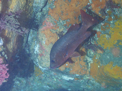 Lutjanus argentimaculatus