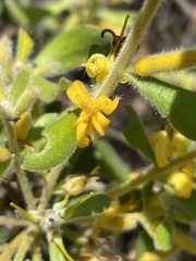 Persoonia rigida