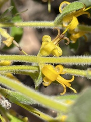 Persoonia rigida