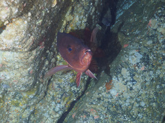 Lutjanus argentimaculatus