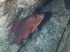 Lutjanus argentimaculatus