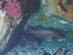 Lutjanus argentimaculatus