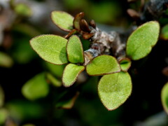 Coprosma pseudociliata