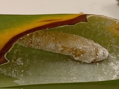 Erionota thrax