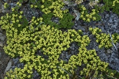 Azorella nivalis