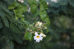 Amphilophium lactiflorum