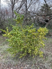 Prunus ilicifolia ilicifolia