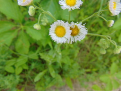 Erigeron philadelphicus