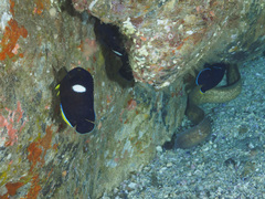 Gymnothorax thyrsoideus