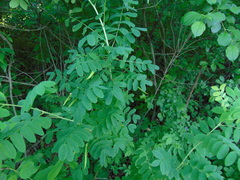 Caragana arborescens