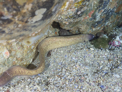 Gymnothorax thyrsoideus