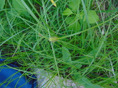 Carex vulpinoidea