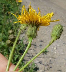 Sonchus arvensis