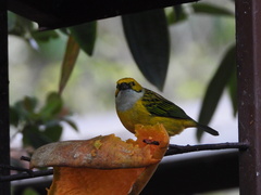 Tangara icterocephala