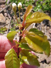 Prunus pensylvanica