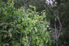 Rauvolfia