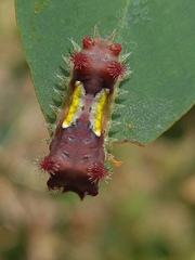 Doratifera vulnerans