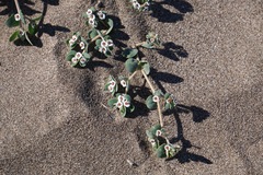 Euphorbia leucophylla